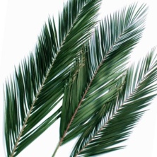 Листья Финиковой пальмы 40-60 см /Phoenix