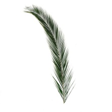 Листья Финиковой пальмы 200-250 см/Phoenix