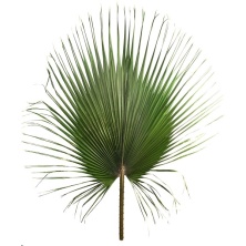 Листья пальмовые Вашингтония 80-100 см стабилизированные/ Washingtonia