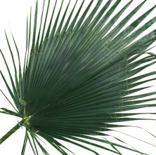 Листья пальмовые Вашингтония 100-120 см стабилизированные / Washingtonia
