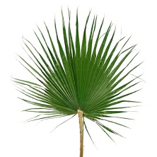 Листья пальмовые Вашингтония 60-80 см стабилизированные/ Washingtonia
