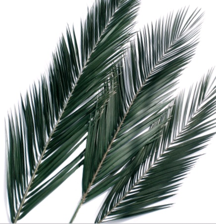ветви пальмы.jpg