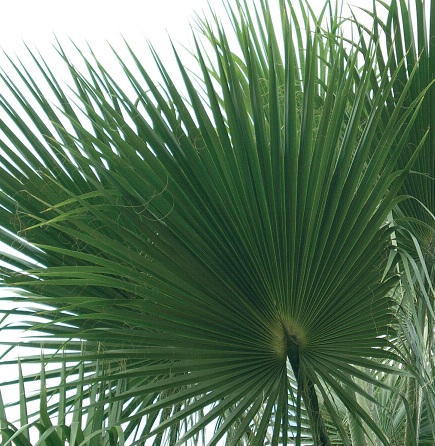 ветви пальмы2.jpg