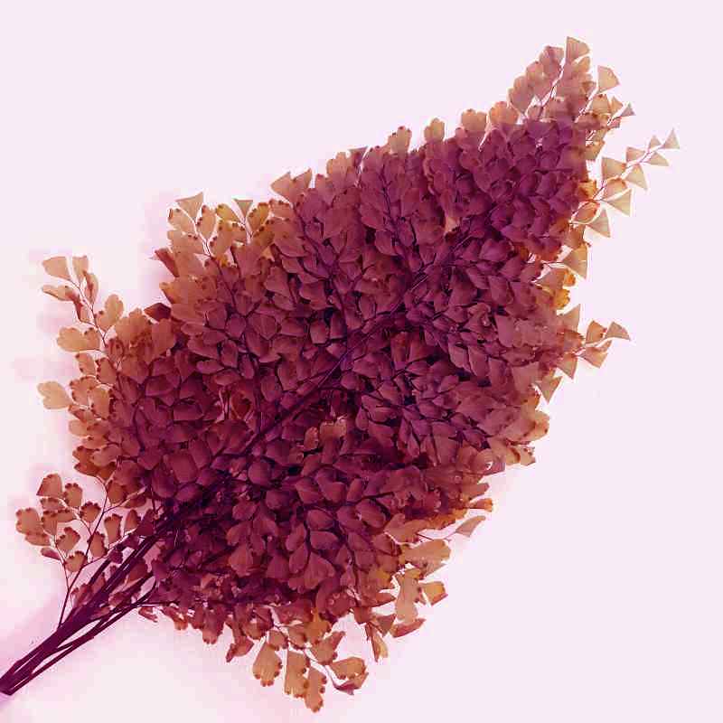 Папоротник Люти (По 6 штук) стабилизированный / Fougerre Lutti Fern 6 stems
