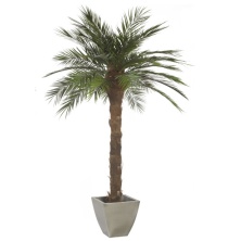 Финиковая пальма дерево 200 см, 21 лист