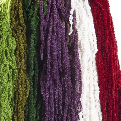 Амарант/Amaranthus
