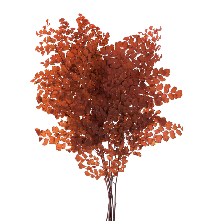 Папоротник Люти (По 6 штук) стабилизированный / Fougerre Lutti Fern 6 stems