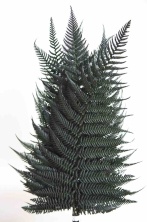 Папоротник Бриллиант / Brilliant Fern