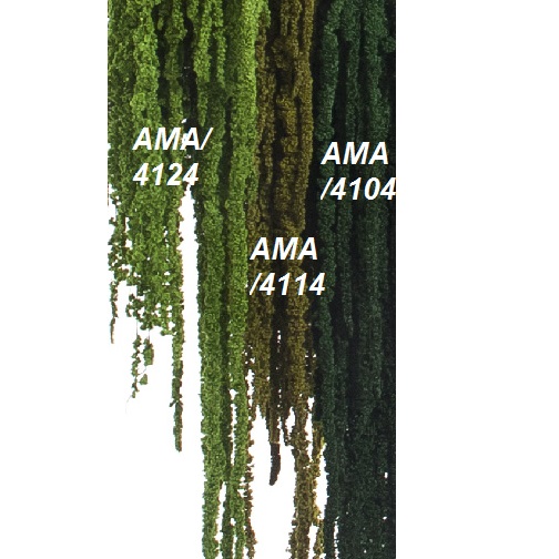 Амарант / Amaranthus