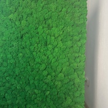 Зеленая стена из Финского Мха Ягеля лайт, 1М2 для декора из стабилизированного мха - купить в SPECIALGREEN