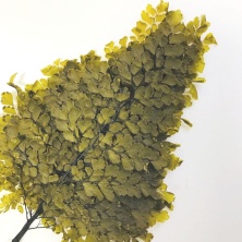 Папоротник Люти ( По 6 штук) / Fougerre Lutti Fern 6 Stems