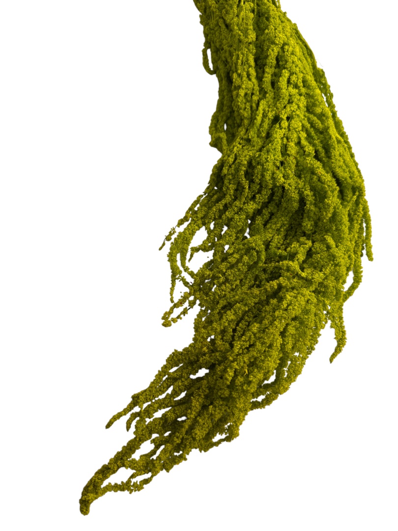 Амарант стабилизированный Specialgreen