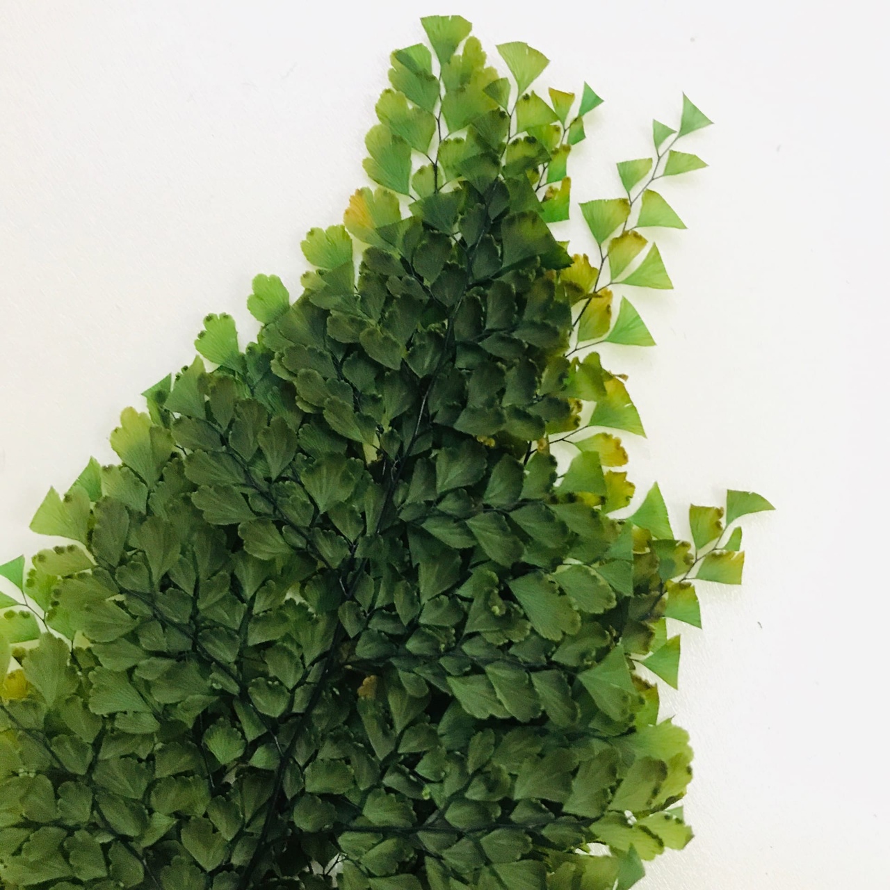 Папоротник Люти (По 6 штук) стабилизированный / Fougerre Lutti Fern 6 stems