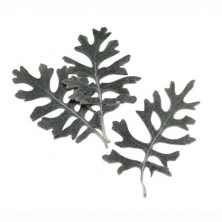 Цинерария листья стабилизированные (10 шт)/ Preserved Cineraria Leaves- 10 Units