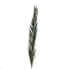 Листья Финиковой пальмы 175-200 см/Phoenix