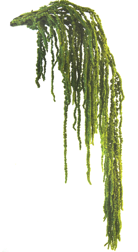 Амарант/Amaranthus