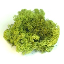 РАСПРОДАЖА!!! Мох Финский Ягель упаковка 500 гр/Moss Finland 500 Gr
