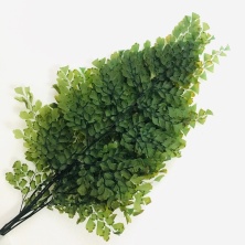 Папоротник Люти (По 6 штук) стабилизированный / Fougerre Lutti Fern 6 stems