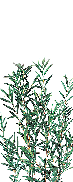 Эвкалипт Лепто Лонгифолия стабилизированный / Lepto Lungifolia