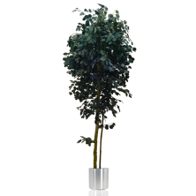 Эвкалипт Тополевидный дерево 220 см
