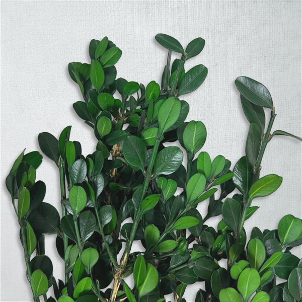 Самшит/ Buxus