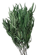 Эвкалипт Пендула стабилизированный Specialgreen