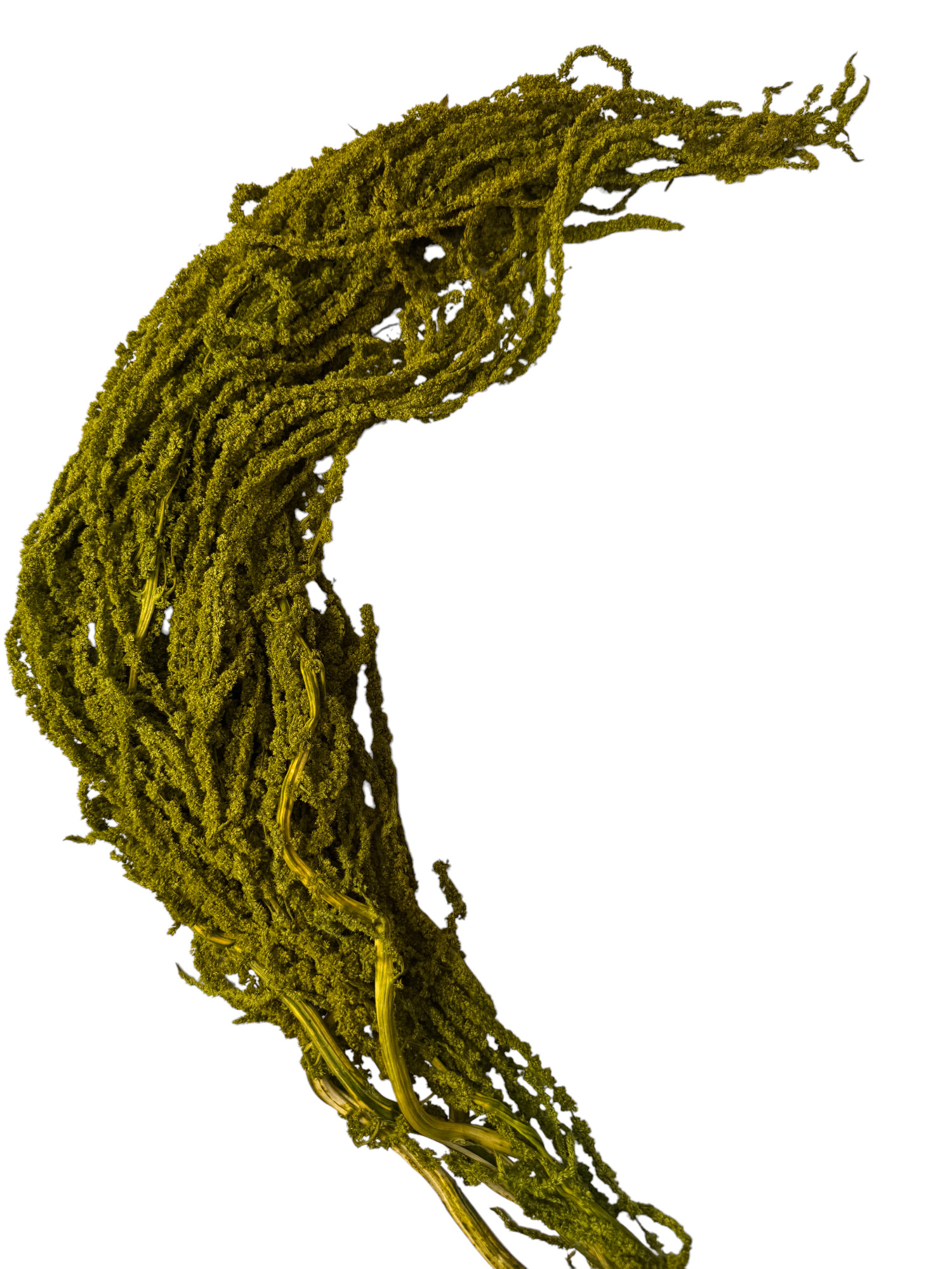Амарант стабилизированный Specialgreen