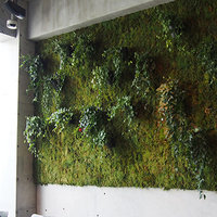 Живая стена из растений