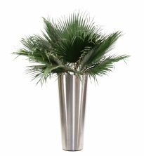 Пальма веерная Вашингтония кустовая 100 см