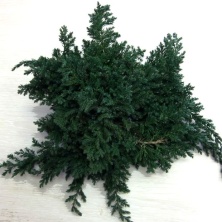 Можжевельник стабилизированный /Juniperus
