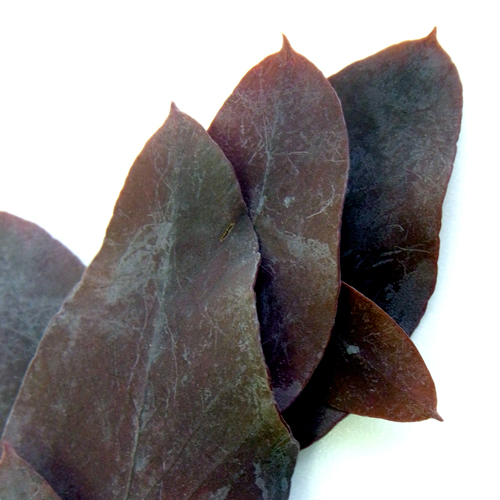 Эвкалипт Цинерия стабилизированный / Eucalyptus Cinerea