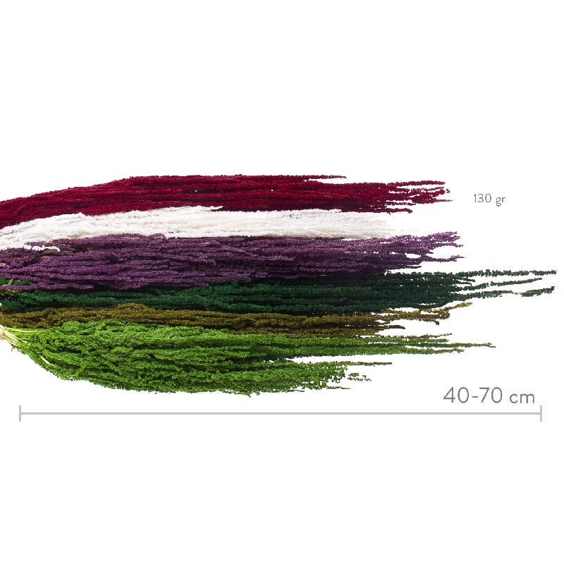 Амарант / Amaranthus