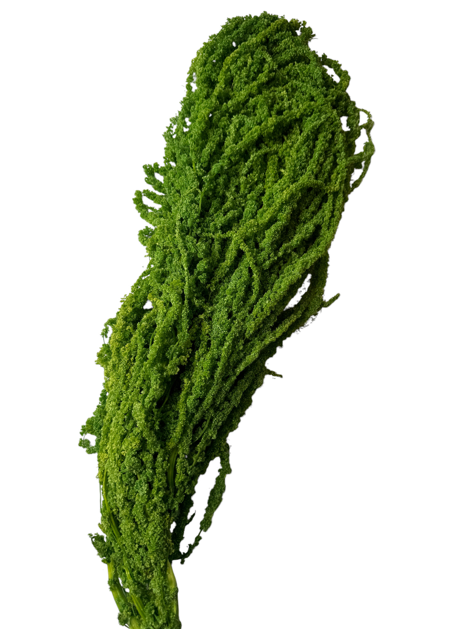 Амарант стабилизированный Specialgreen