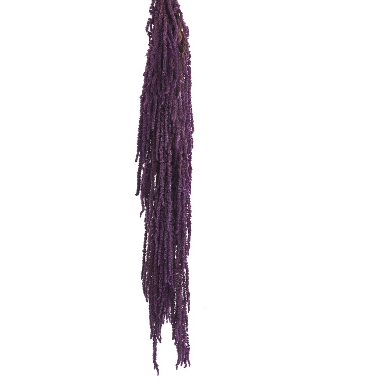 Амарант/Amaranthus