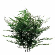 Аспарагус/ Asparagus plumosus