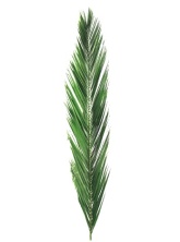 Листья Финиковой пальмы 150-175 см/Phoenix