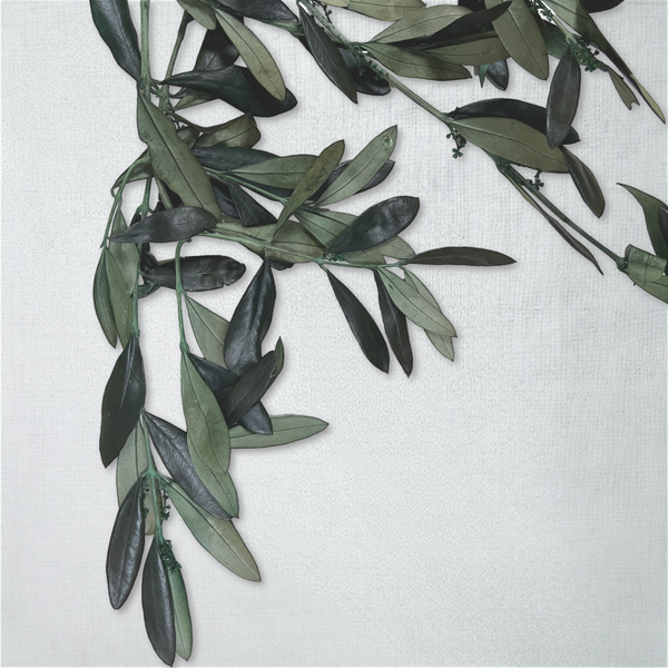 Листья Оливы стабилизированные / Olive Green