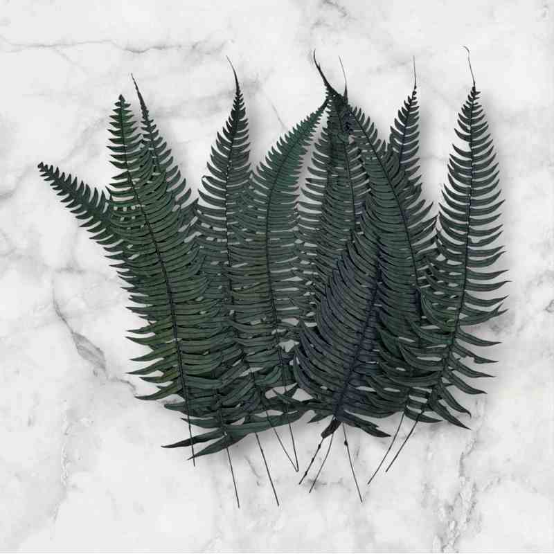 Папоротник Рок Ферн (По 10 шт) / Rock Fern 10 Stems