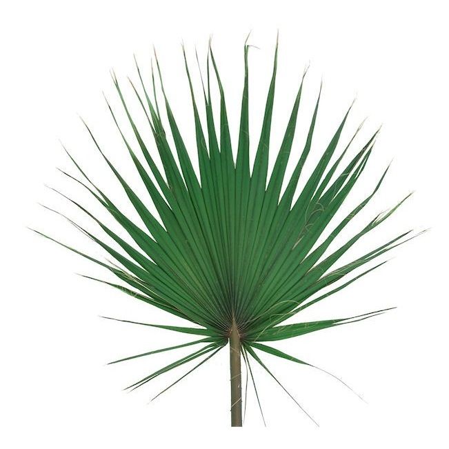 Листья пальмовые Вашингтония 40-60 см стабилизированные/ Washingtonia