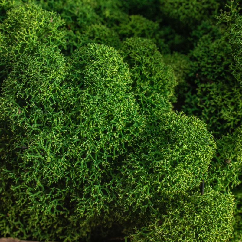 Мох стабилизированный ягель Specialgreen 0,5кг зеленый-лес