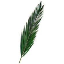 Листья Финиковой пальмы 100-120 см/Phoenix