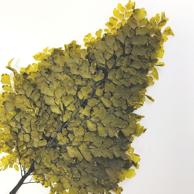 Папоротник Люти ( По 6 штук) / Fougerre Lutti Fern 6 Stems
