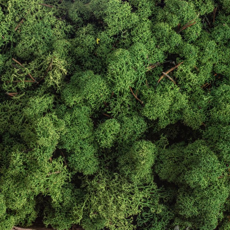 Мох стабилизированный ягель Specialgreen 0,5кг зеленый-лес