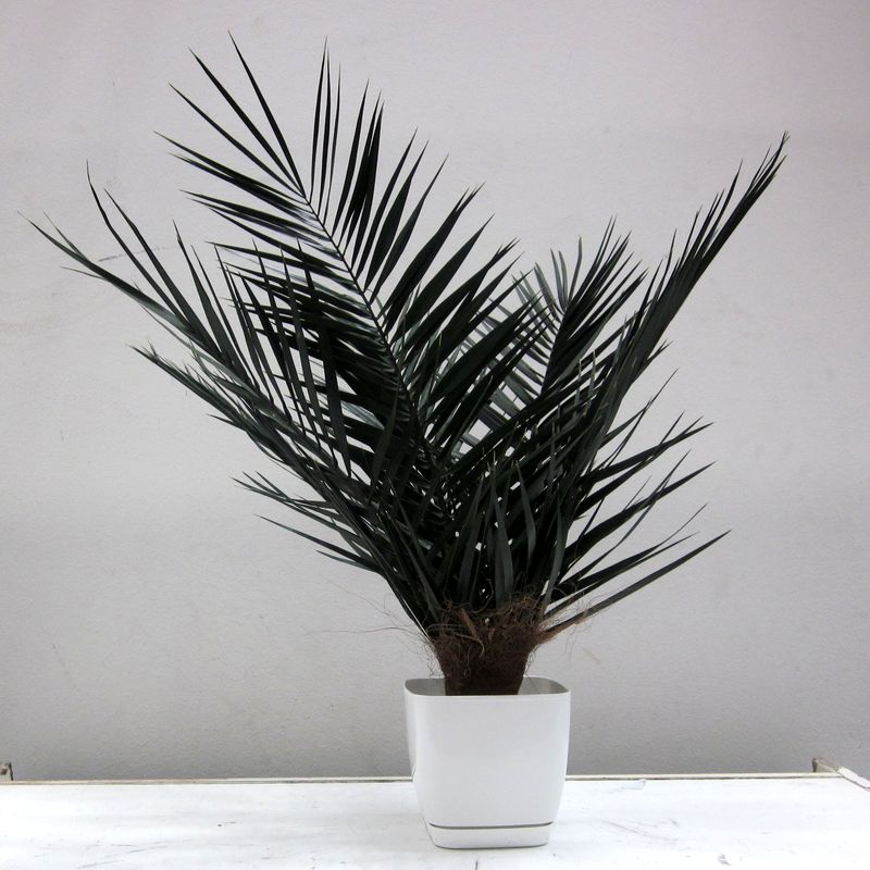 Финиковая пальма кустовая 60 см