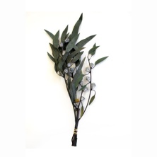 Эвкалипт Пепа стабилизированный / Eucalyptus Pepa