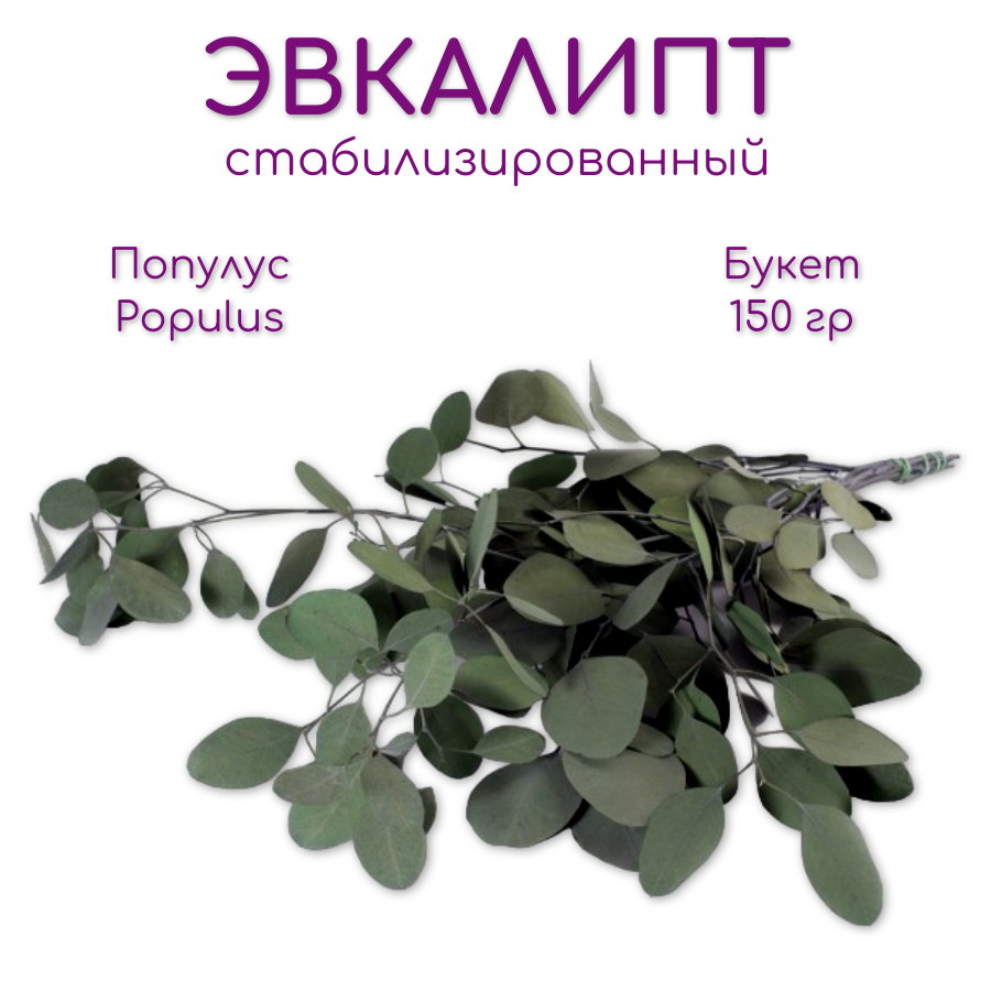 Эвкалипт Популус Тополь эвкалиптовый / Populus