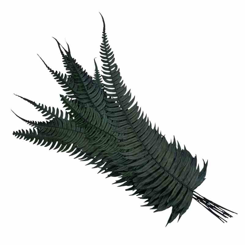 Папоротник Рок Ферн (По 10 шт) / Rock Fern 10 Stems
