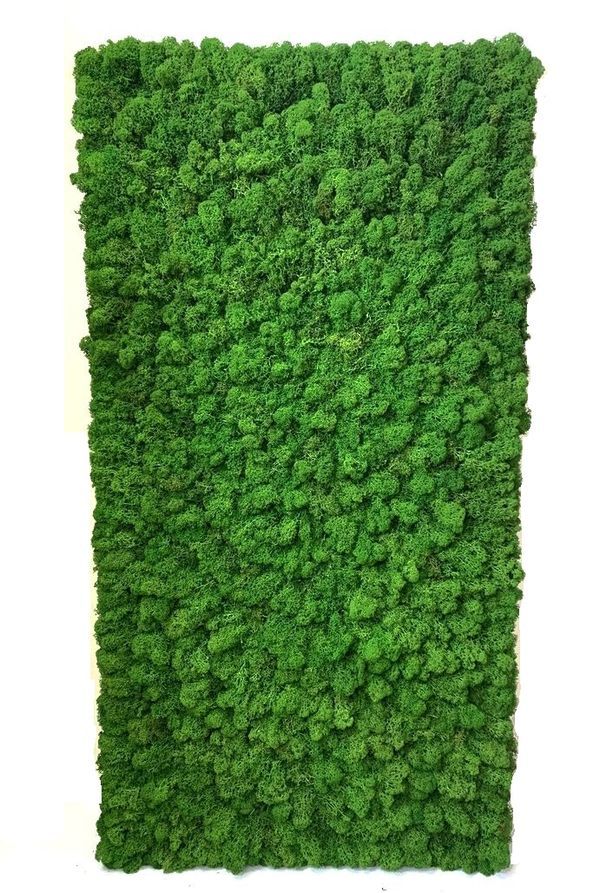 Moss Wall Panel Панель Lite из Мха Nordic для создания Зеленой стены, 118Х60 см, настеннаяMoss Wall Panel Панель Lite из Мха Nordic для создания Зеленой стены, 118Х60 см, настенная для декора из стабилизированного мха - купить в SPECIALGREEN