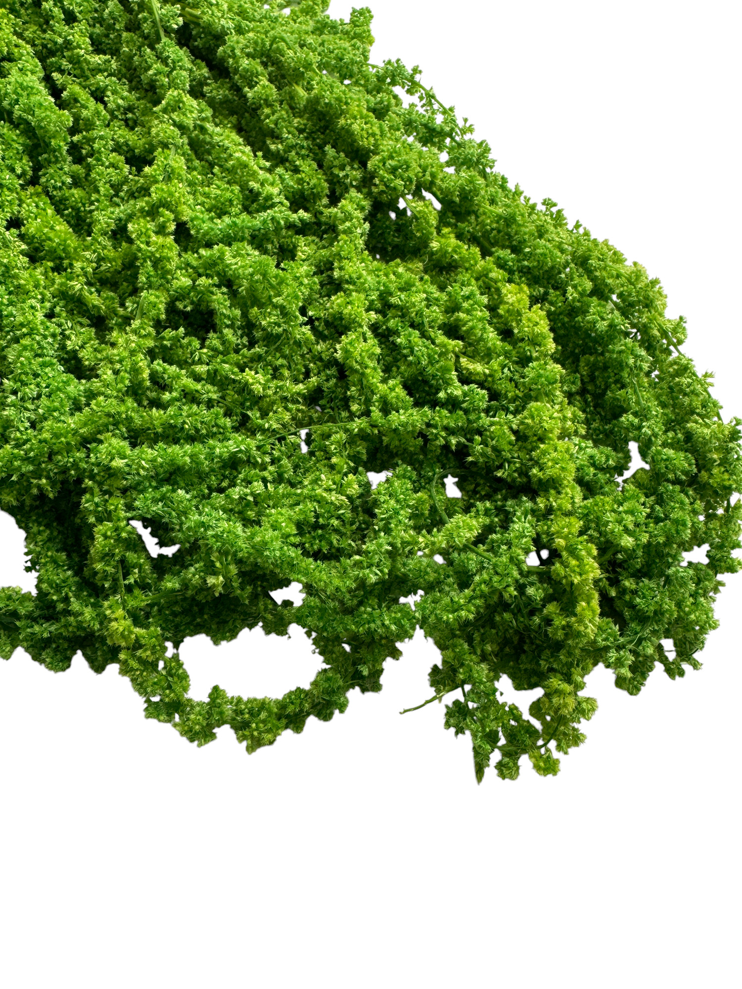 Амарант стабилизированный Specialgreen