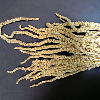 Амарант/Amaranthus
